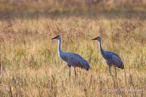 Sandhill Cranes_36258.jpg - Sandhill Cranes (Grus canadensis)Photographed along the Gulf coast near Port Lavaca, Texas, USA.